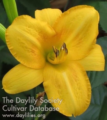 Daylily Hot Stuff